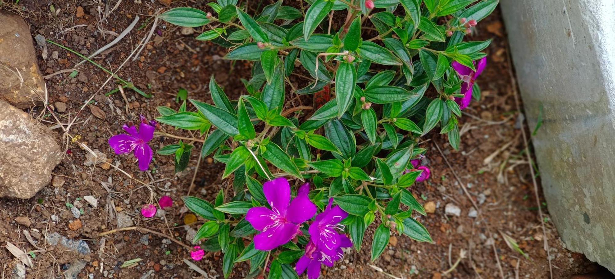 Ambience Villas Yercaud Pokoj fotografie